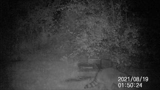 Backyard Trail Cam - Raccoon