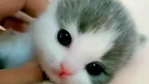 SUPER CUTE KITTEN😍WILL MELT YOUR HEART❤️❤️❤️😸