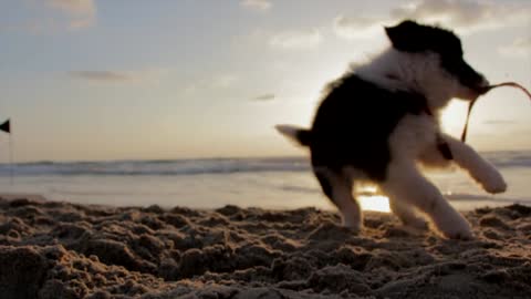 Watch my dog ​​playing at the beach