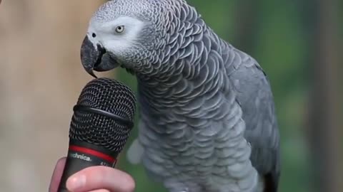 parrot talks nicely with his sweet voice.