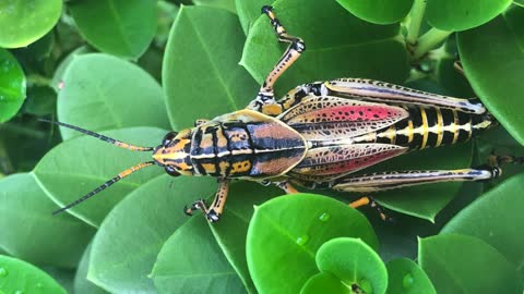 Lubber grasshopper