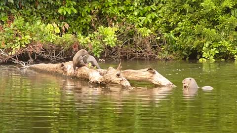 Cute Otters For Kids