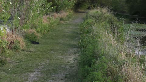 Large alligator crossing .....