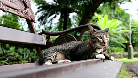 Cat sitting on bench in garden