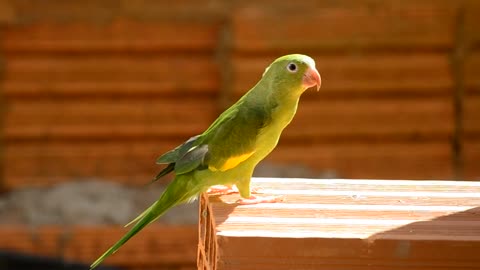 Beautiful Parrot Bird