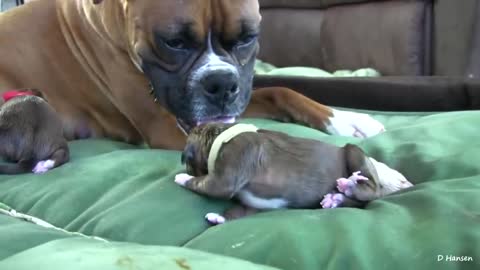 Pet Dog Has Amazing Birth While Standing!!
