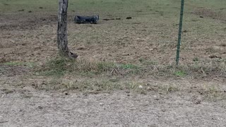 677 Lb, #1 feeding heifers