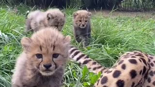 5 little Cheetahs 🙏🙏🙏