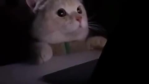 Cat watching horror movie while being shocked