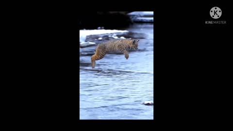 Viral Tiger Jump , Black Cat Big Jump, Never seen such a jump & Balance