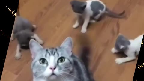 Cute Kittens and their tantrums