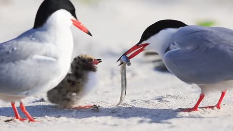 Tern chick gets excited when parents come back with food