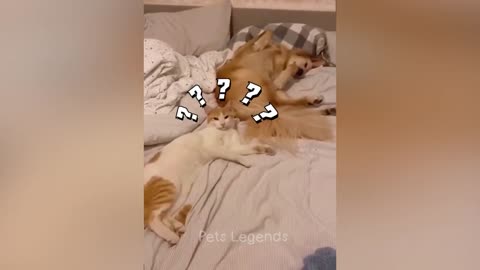 Funny cat actions