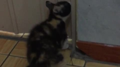 Funny Videos of Dogs, Cats and other animals - Kitty Maya wants to go to the Bathroom