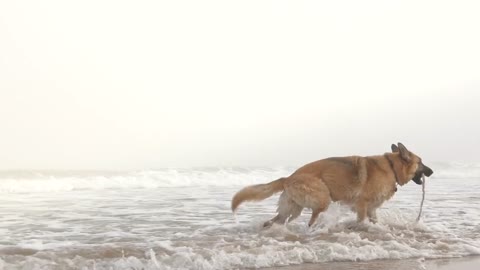 Dog Beech Wet Water Nature Morning Mist Sky Fog