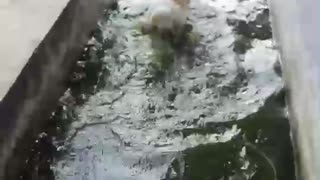 Dog takes a swim