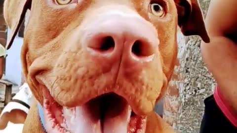 pitbull Dog 🐕 #funnydogs#doglovers#youtubeshorts