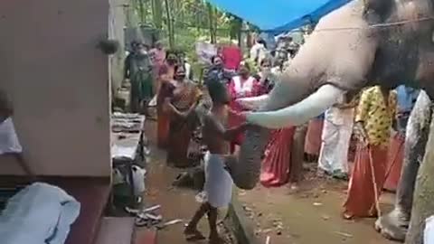 Elephant pays tribute to its owner at his funeral in India||||