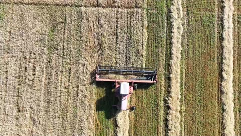 2023.09 - Swathing wheat