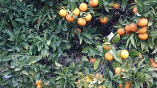 Oranges In My Backyard, Want Some? 🤣