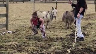 Dwarf man dressed in cowboy costume rides a donkey and falls off backwards