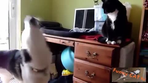 Cats and Dogs Meeting Each other For The...