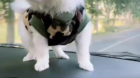 Spitz dog on car’s dashboard cute dog