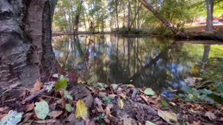 Time Lapse of ducks on a pond