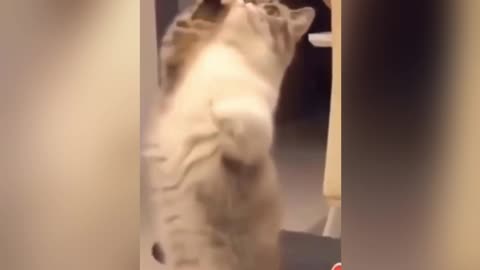 Cute Funny Cat Copying Toy Cat