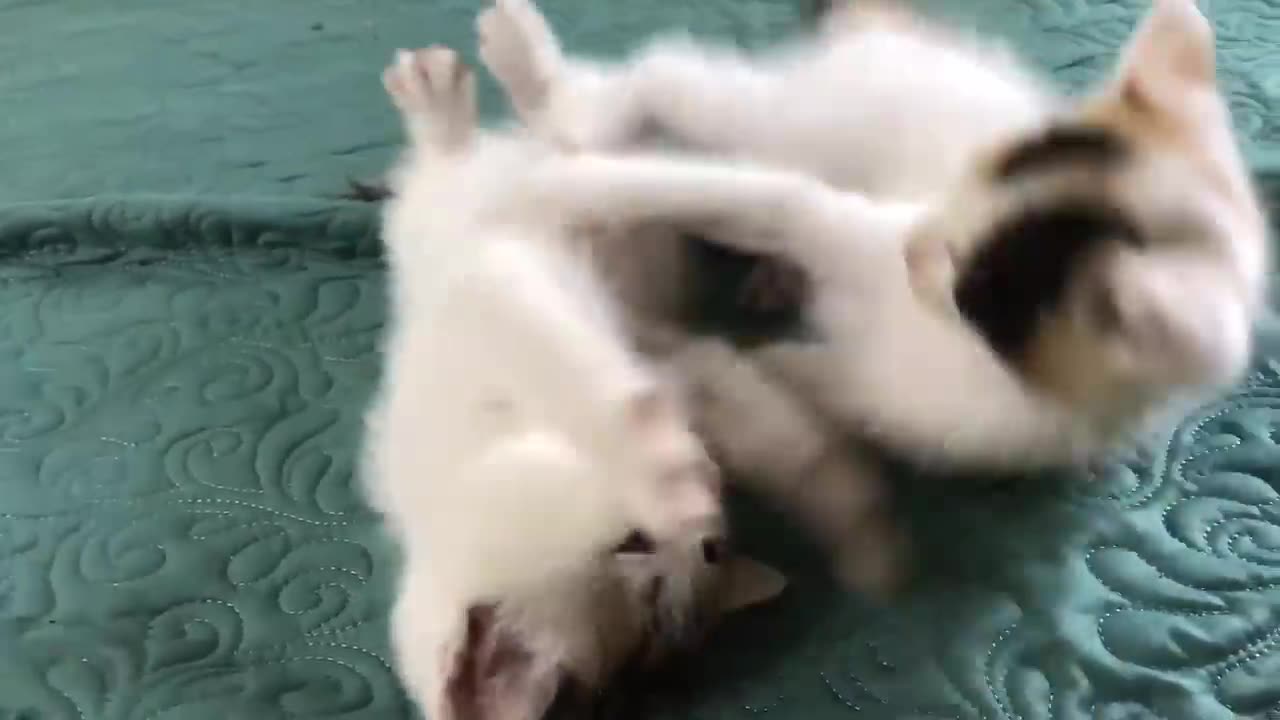 funny two cat