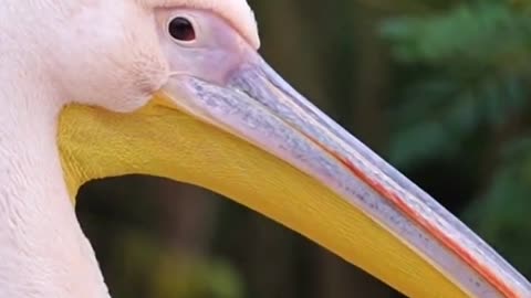 American White Pelican Birds Videos For Kids