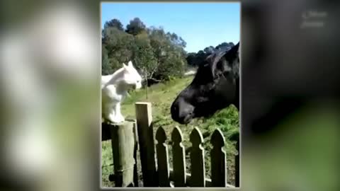 cat vs horse fight | so funny 🤣 | animals| news | pets