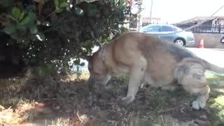 Perros mayores abandonados en un refugio encuentran juntos un nuevo hogar