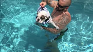 Luna English bulldog learning to swim