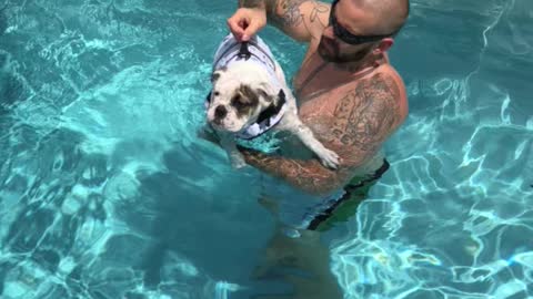 Luna English bulldog learning to swim