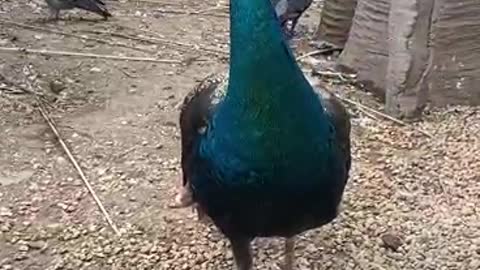 Peacock with crown