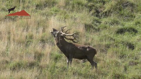 Roaring Red Stag