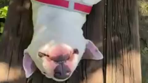 Funny dog pretends to be dead :)