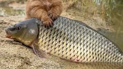 Doggy Eating Water fish 🐟😋