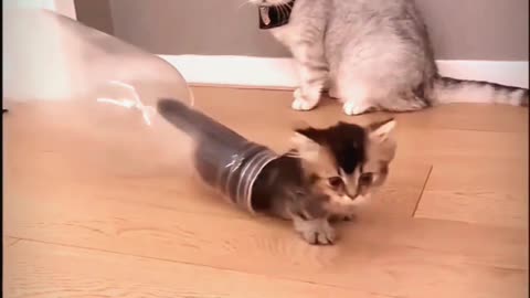 Cute cat acting video