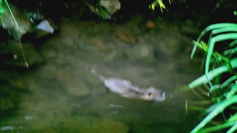 A wild muskrat eats and swims in a creek in Germany. VIDEO