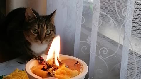 Cat and candle