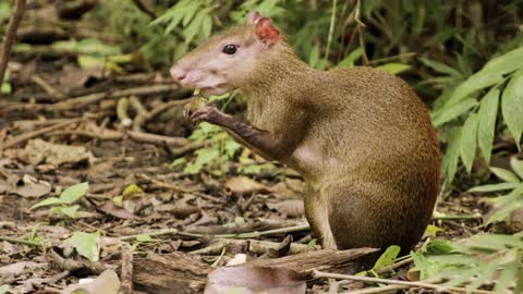 Rodent eating food