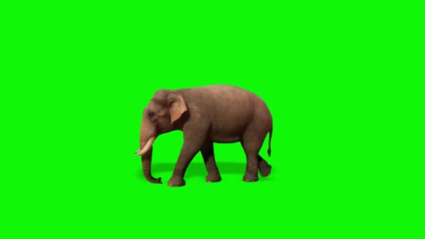 composite video of animal display green keying on elephant ride