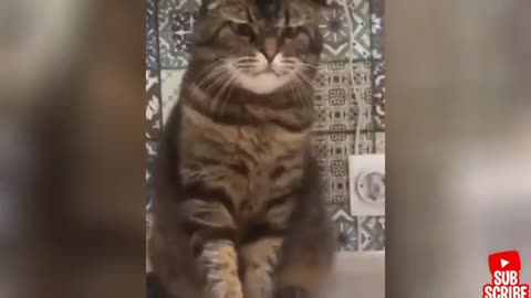 Angry - funny dogs and cats of TikTok.