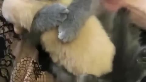 Cute kitten hug pets