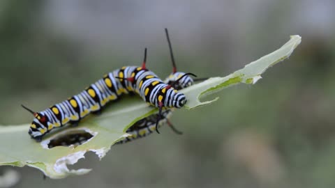 The Most Beautiful Silkworm