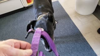 Catahoula dog reluctantly puts on his own harness