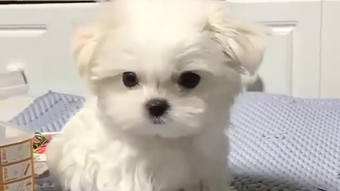 cute puppy