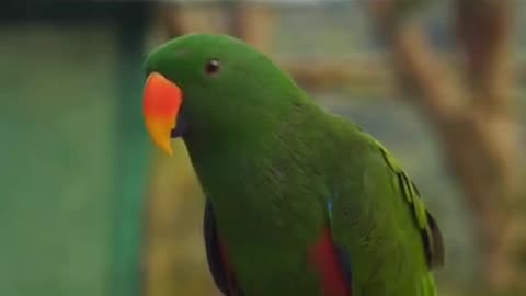 Majestic Moments: Captivating Beauty of Raw Parrots 🦜 (Beautiful Parrot Video)
